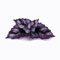 Vector illustration of a sprig of purple basil